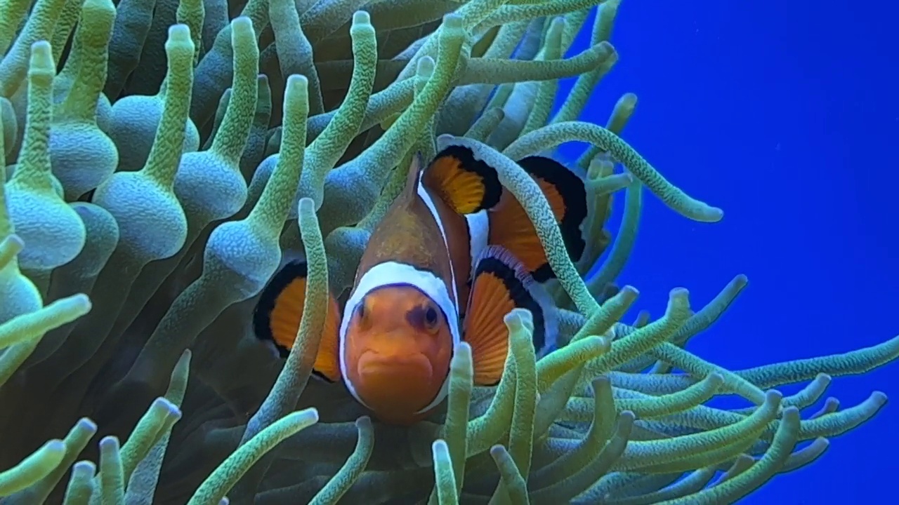 海葵鱼在水族馆游泳视频素材