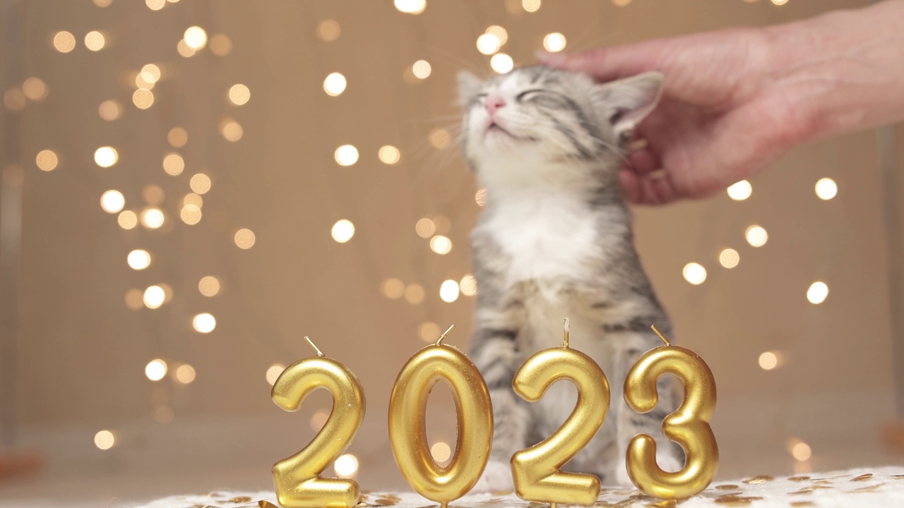 灰色的小猫坐在圣诞花环灯背景下2023年新年的数字旁边视频素材