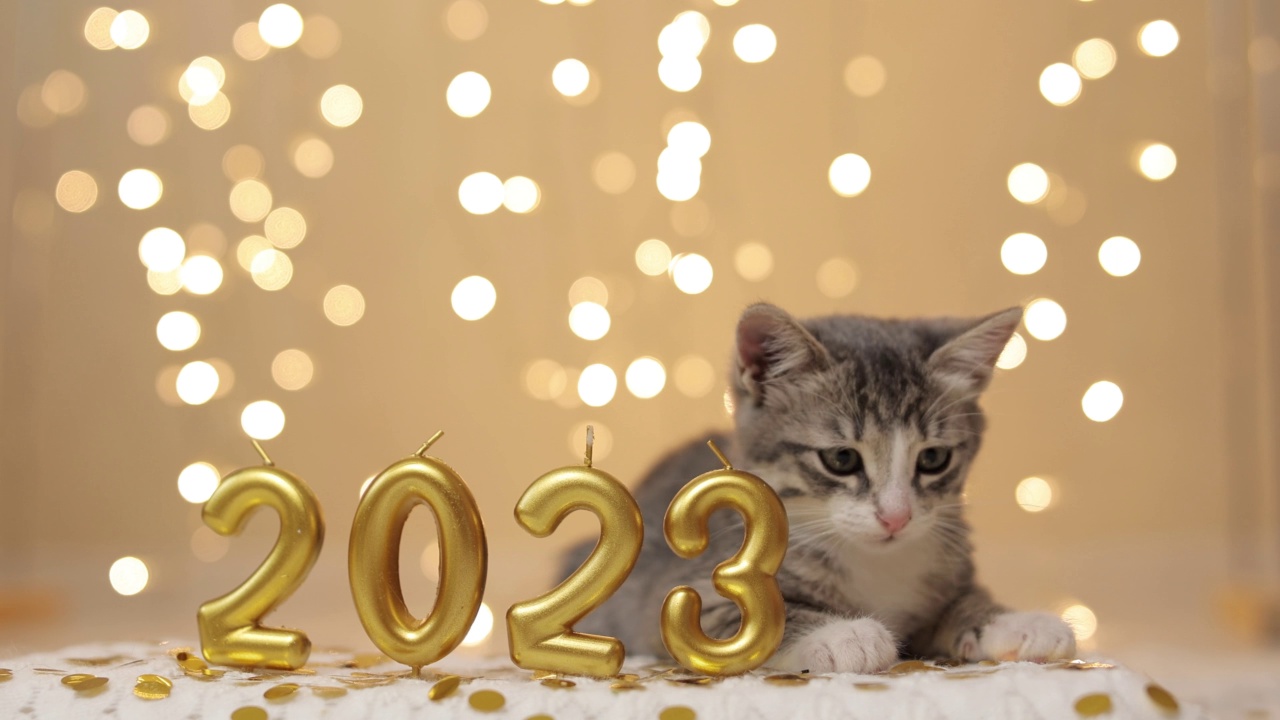 一只灰色的小猫坐在圣诞花环灯光背景下2023年新年的数字旁边视频素材