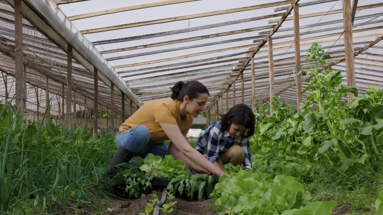 慈母和慈子在有机作物中收割生菜视频素材