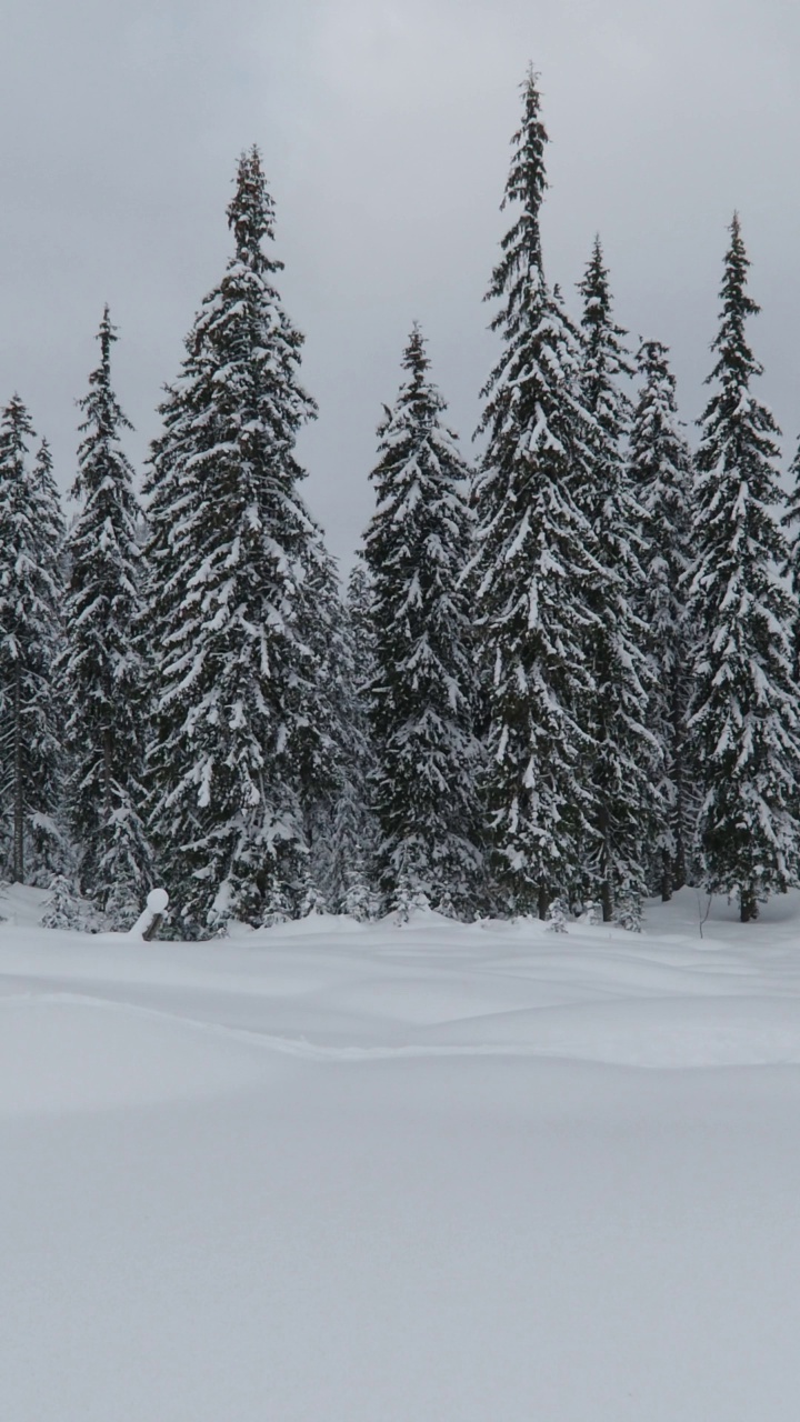 三个人在冬季徒步旅行，穿着雪鞋在晴朗的雪地里快速行走视频素材