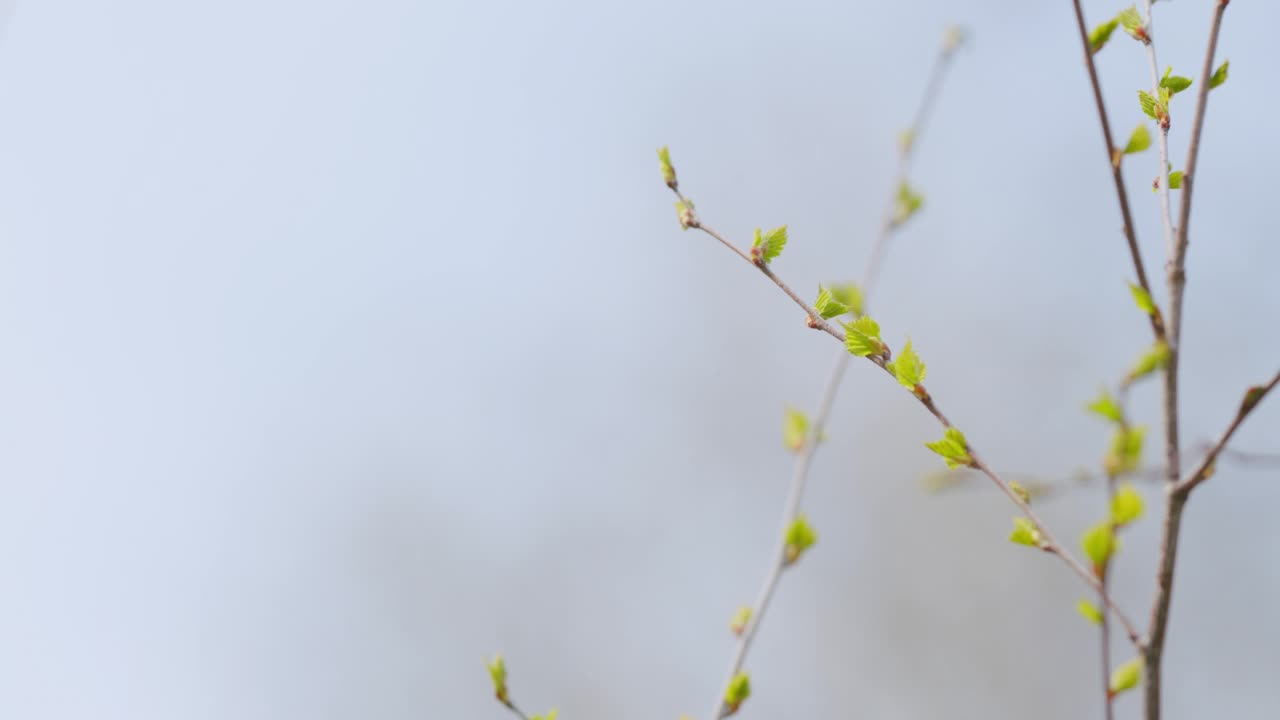 春天来了。嫩绿的叶子在春天生长。春天的早晨。温暖的日子。有选择性的重点。视频素材