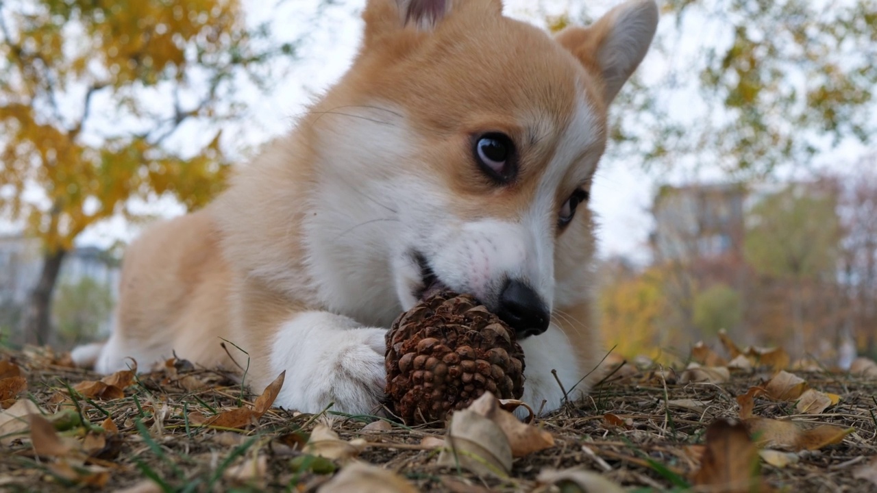 快乐的威尔士小柯基在公园散步。柯基犬是皇家犬。视频下载