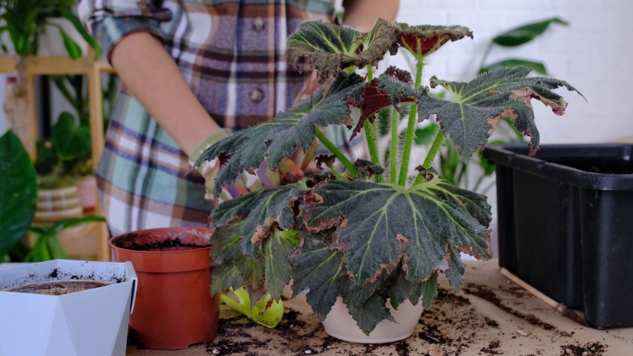 将家养植物海棠移植到有脸的花盆中。一名妇女在新的土壤中种下一株有根的秸秆。照顾盆栽，手特写视频素材