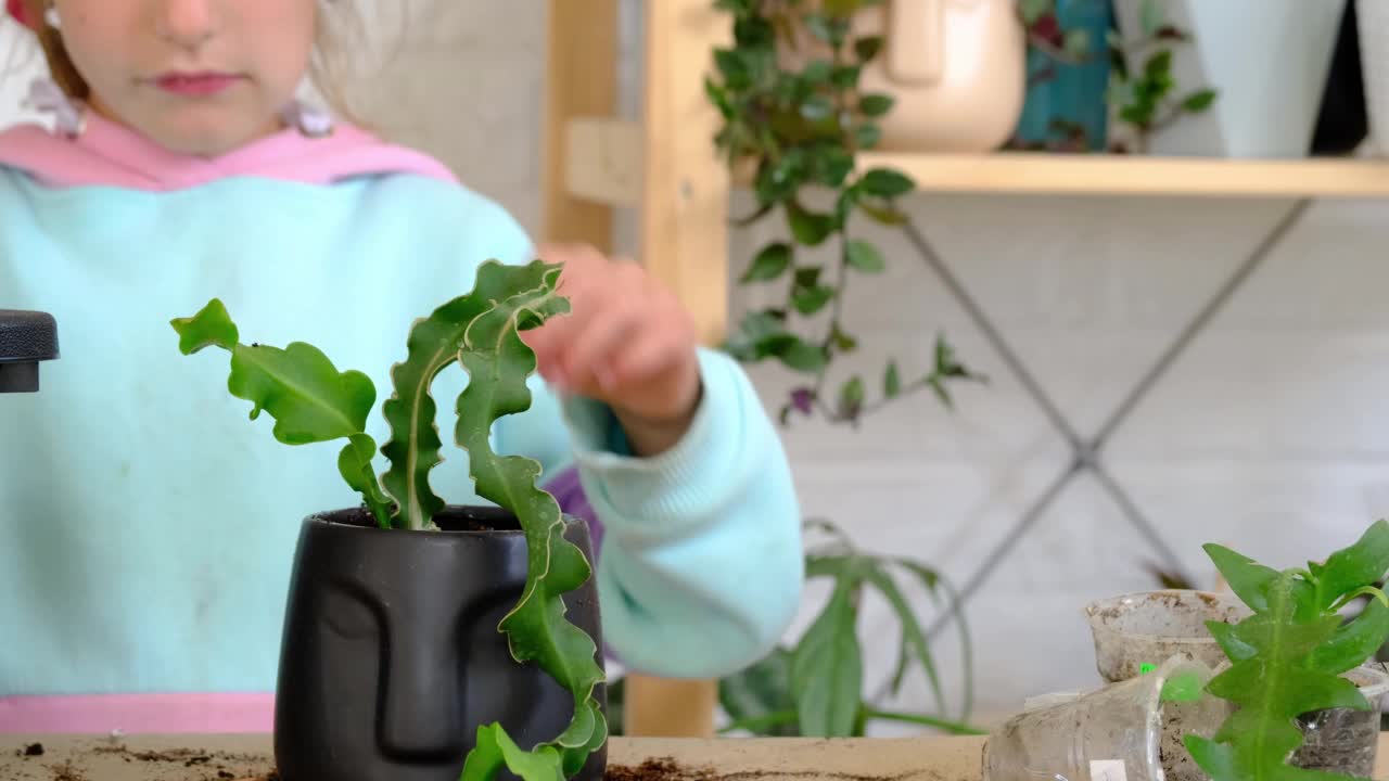 女孩高兴地照料着家里的植物，把它们移植到新的土壤和花盆里，拥抱着多汁的三叶草和附生。孩子的爱好，帮助大人做家务，保护环境视频素材