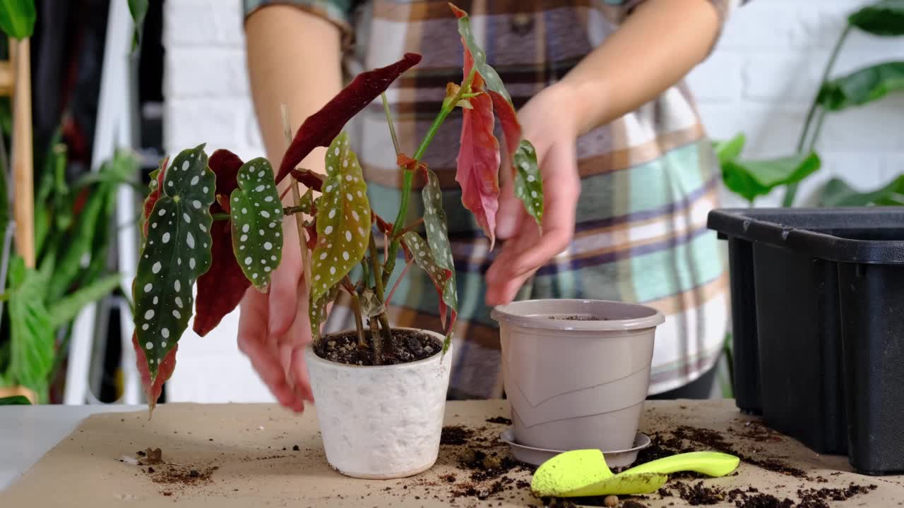 将家养植物黄斑海棠移植到有脸的花盆中。一名妇女在新的土壤中种下一株有根的秸秆。照顾盆栽，手特写视频素材