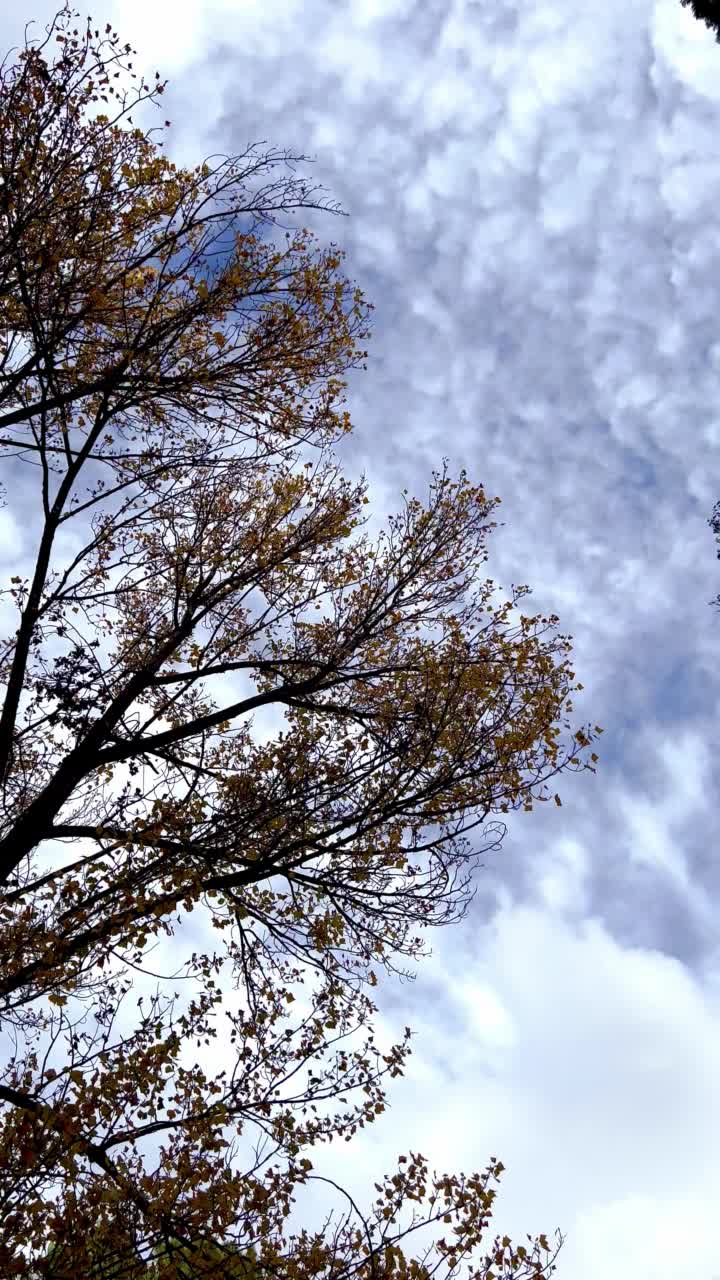 树枝和树叶随风移动，以天空和云为背景，秋天的背景，风和树视频素材