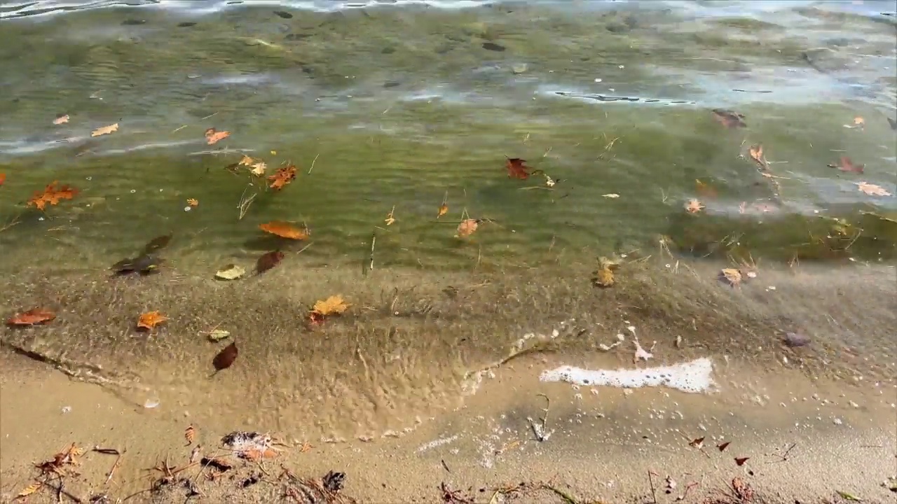 秋天的湖岸与移动的水波稳定的镜头。秋天黄绿橙的树叶在湖水里。在阳光明媚的日子里，橘子林的叶子在碧绿的湖水中游弋。视频素材