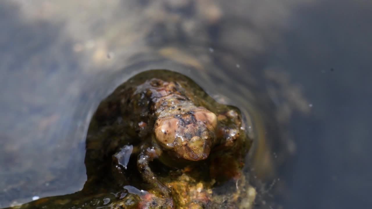 蜻蜓幼虫从水里出来视频素材