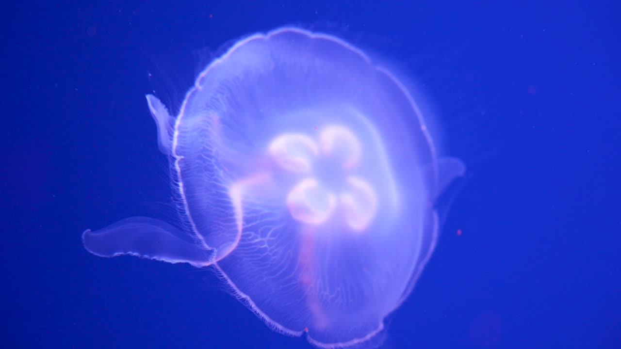 发光的水母在水族馆里游泳视频素材