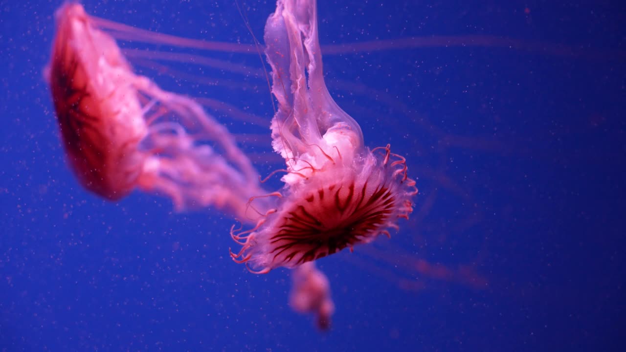 发光的水母在水族馆里游泳视频素材