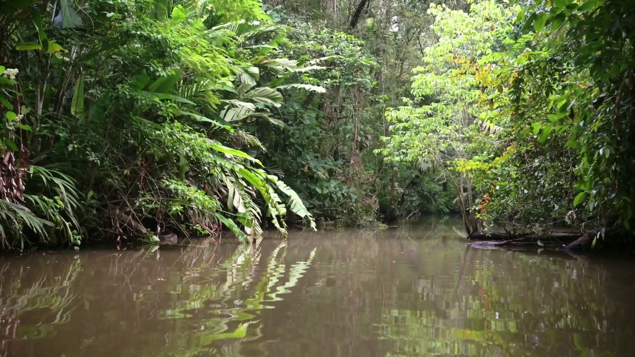 在哥斯达黎加热带雨林度假，在Tortuguero国家公园的狭窄运河上的神奇自然，树木，蕨类植物和绿色的棕榈树，中美洲视频素材