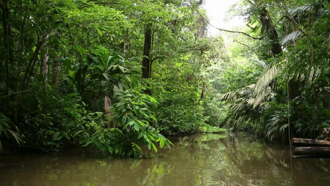 在哥斯达黎加热带雨林度假，在Tortuguero国家公园的狭窄运河上的神奇自然，树木，蕨类植物和绿色的棕榈树，中美洲视频素材