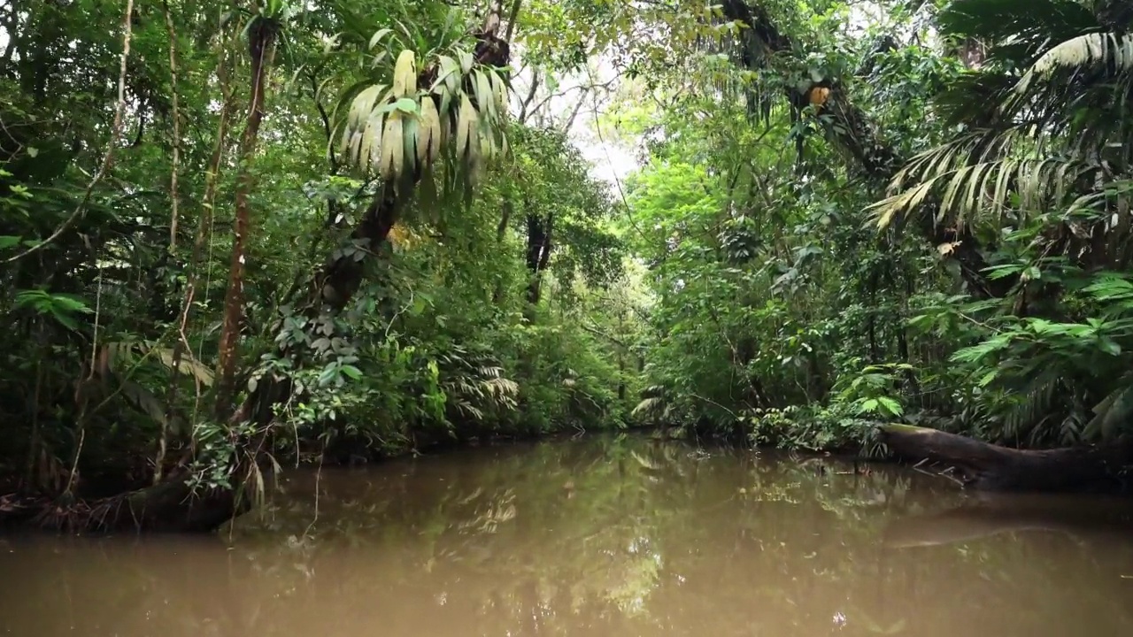 哥斯达黎加托图盖罗国家公园的热带雨林风景，有树木、蕨类植物、绿色棕榈树、郁郁葱葱的植物和茂密的栖息地中的大叶子视频素材