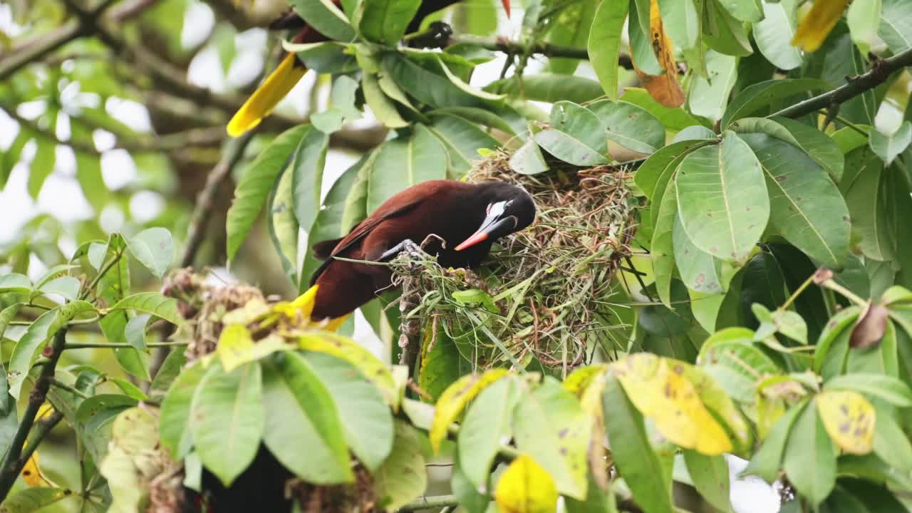 Montezuma Oropendola (psarocolius Montezuma)，在哥斯达黎加热带雨林的一棵树上筑巢，中美洲托尔图盖罗国家公园的鸟类和野生动物视频素材