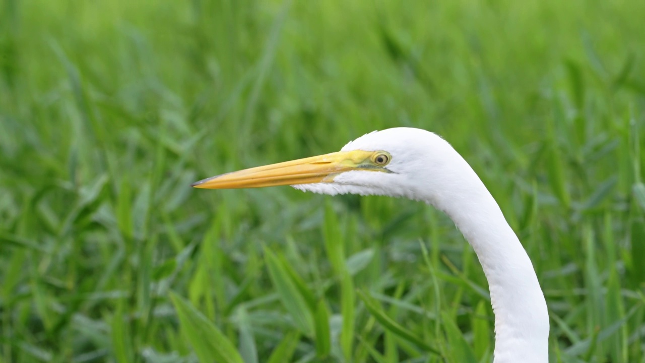 大白鹭(又名普通白鹭，ardea alba)肖像特写的脸，哥斯达黎加鸟类和河流野生动物，雨林中的动物在托图盖罗国家公园，中美洲视频素材