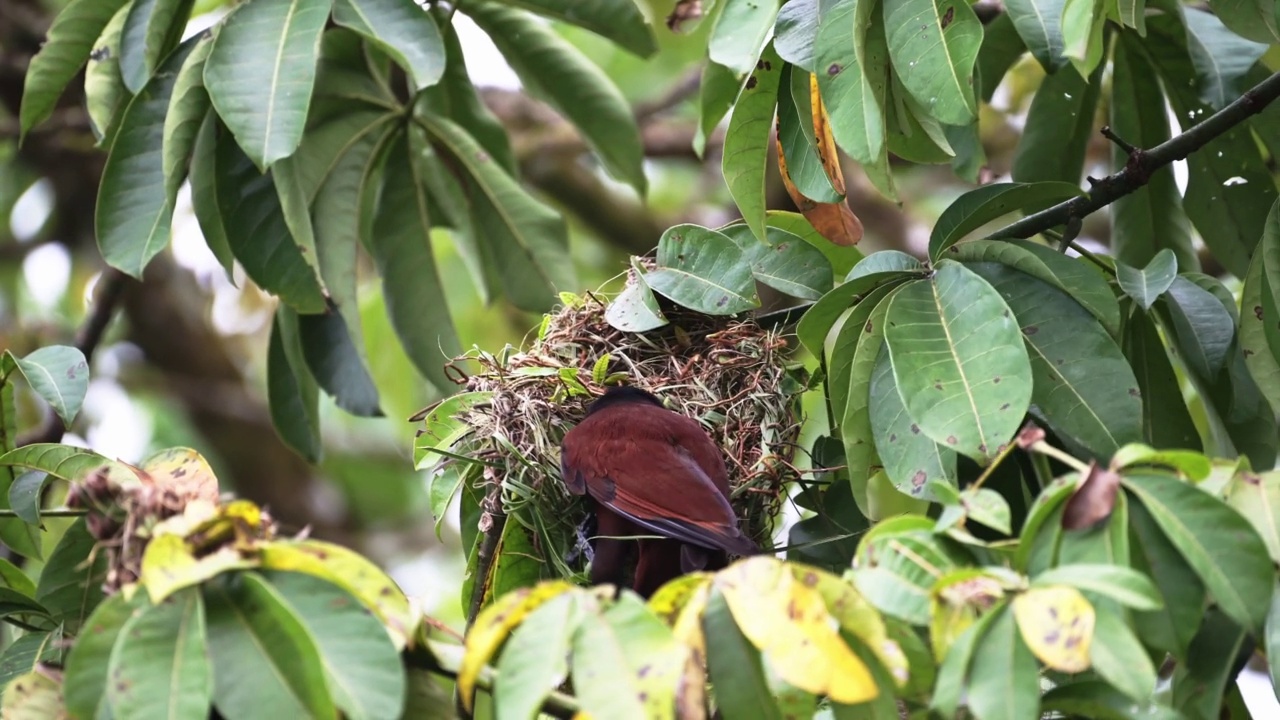 Montezuma Oropendola (psarocolius Montezuma)，在哥斯达黎加热带雨林的一棵树上筑巢，中美洲托尔图盖罗国家公园的鸟类和野生动物视频素材