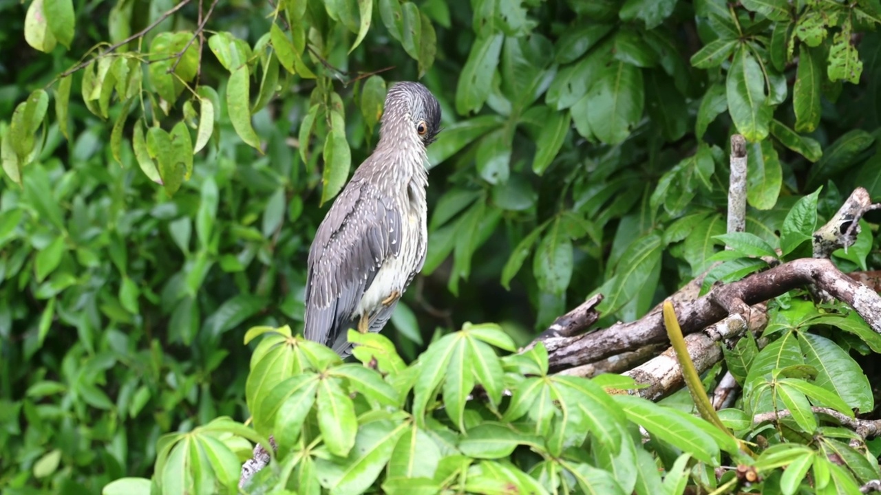 哥斯达黎加的大蓝鹭(ardea herodias)鸟，动物和热带雨林野生动物，栖息在托图盖罗国家公园的树枝上，中美洲观鸟之旅视频素材