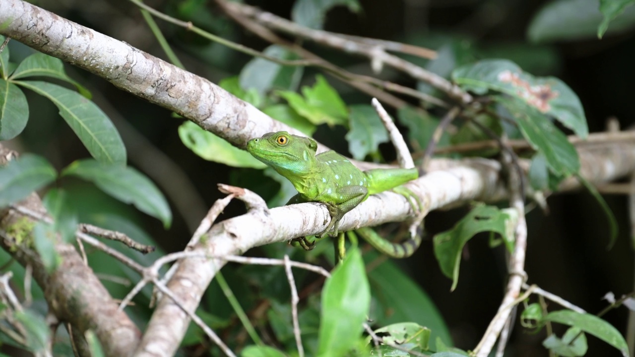 绿羽蛇怪蜥蜴(basiliscus plumifrons)，哥斯达黎加野生动物，Tortuguero国家公园的雨林动物，中美洲，美丽的明亮的绿色鲜艳的野生动物视频素材