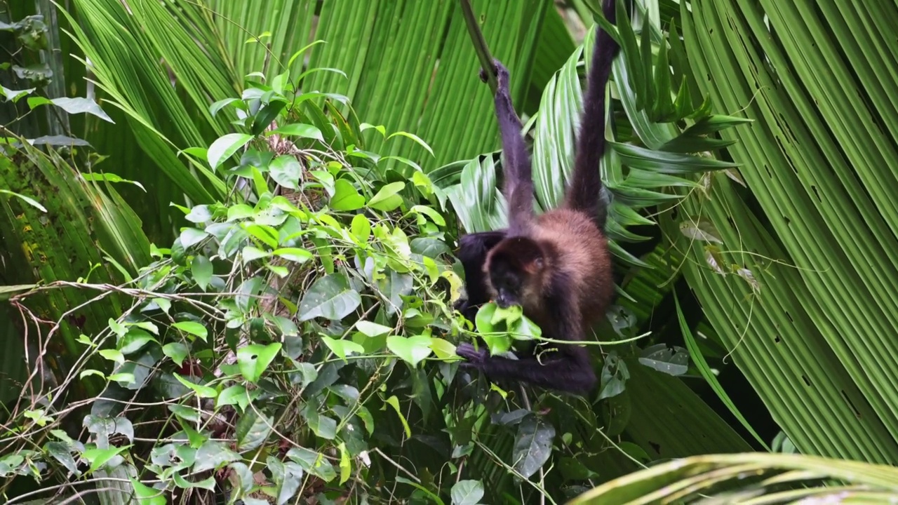 Geoffroys蜘蛛猴(又名黑手蜘蛛猴，ateles geoffroyi)，在雨林中进食和吃树叶和爬在树上，哥斯达黎加野生动物，托图盖罗国家公园视频素材