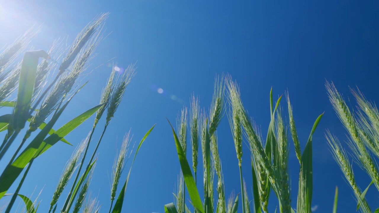 美丽的天然麦田。低角度视图。农业业务。成熟的谷物收成。麦田。视频素材