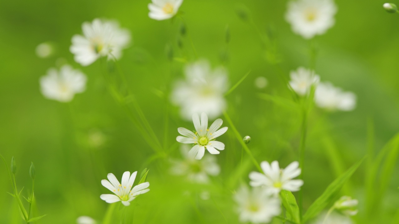 星宿花在绿色草地上盛开。白色的森林大针叶花在风中沙沙作响。宏观的观点。视频素材