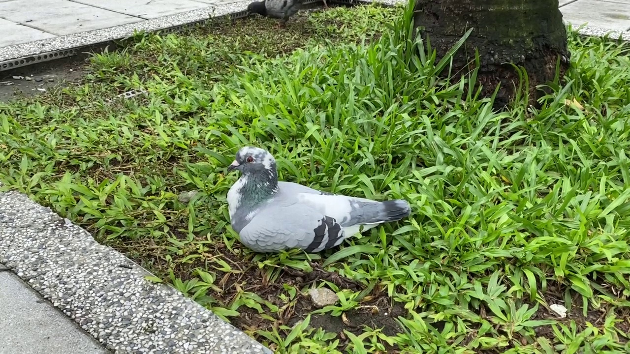 鸽子视频素材