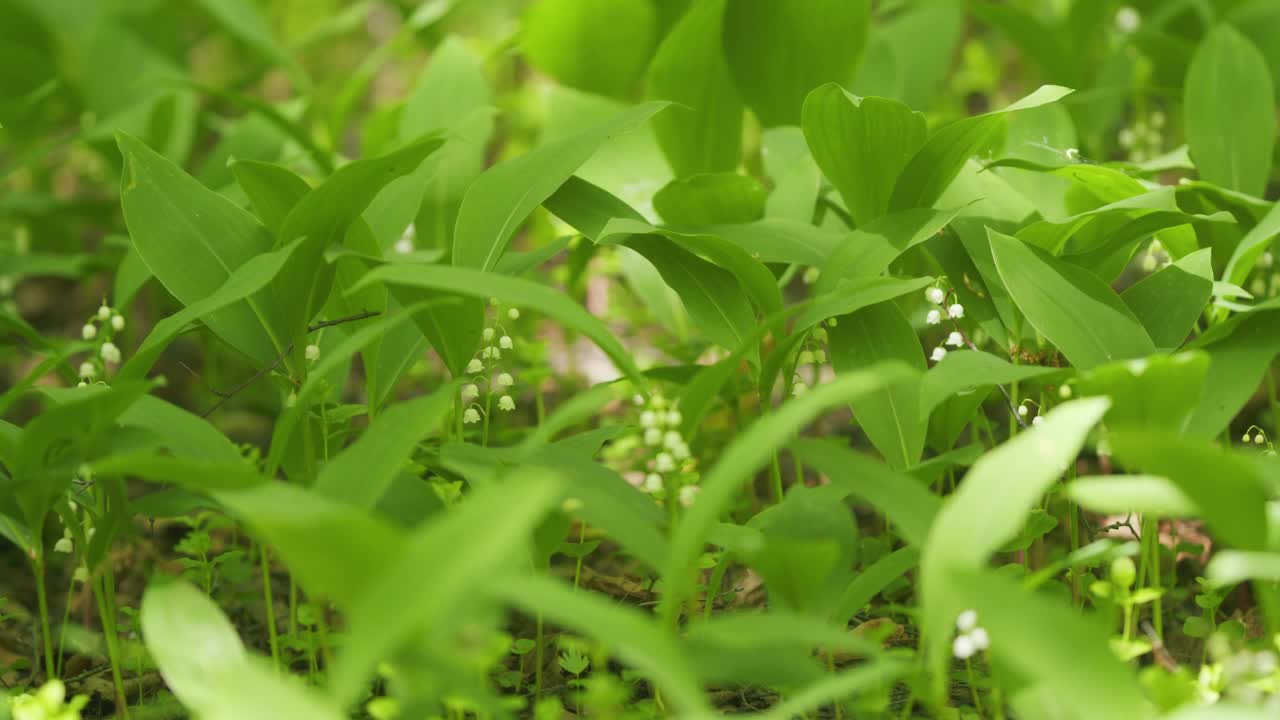 林间的百合花生长在春天的树林中。铃兰属马贾利。缓慢的运动。视频素材