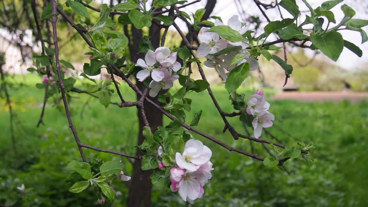 春天花园里的苹果花盛开视频素材