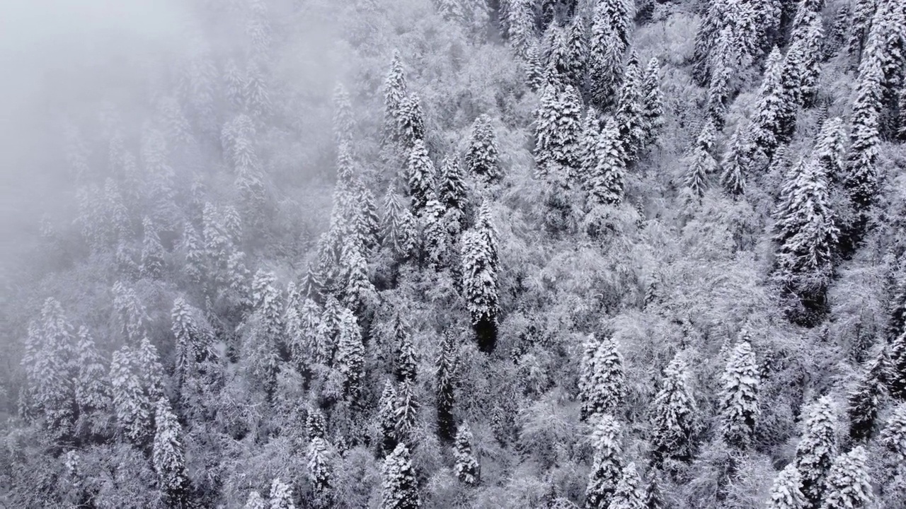 山坡上的云杉林多雪多雾视频素材