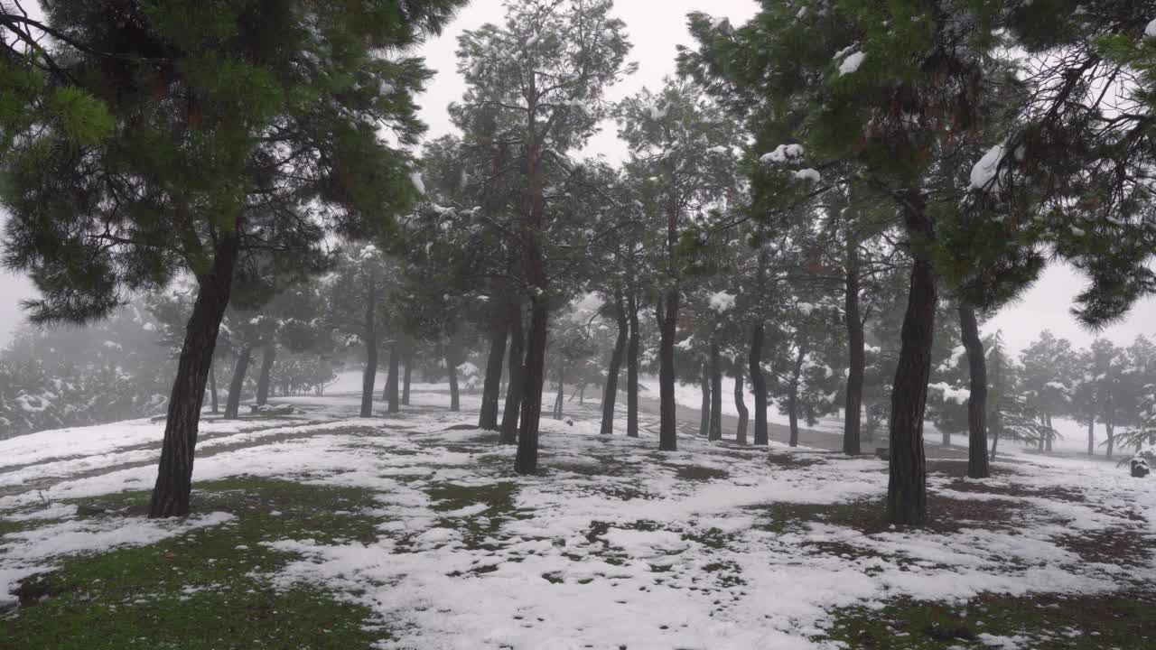 冬天的雪松林视频素材