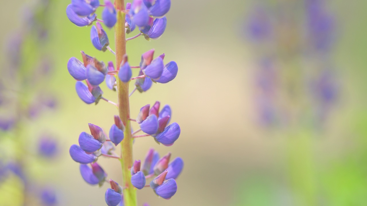 公园里紫色的lupinus花。Lupinus是豆科豆科开花植物的一个属。关闭了。视频素材