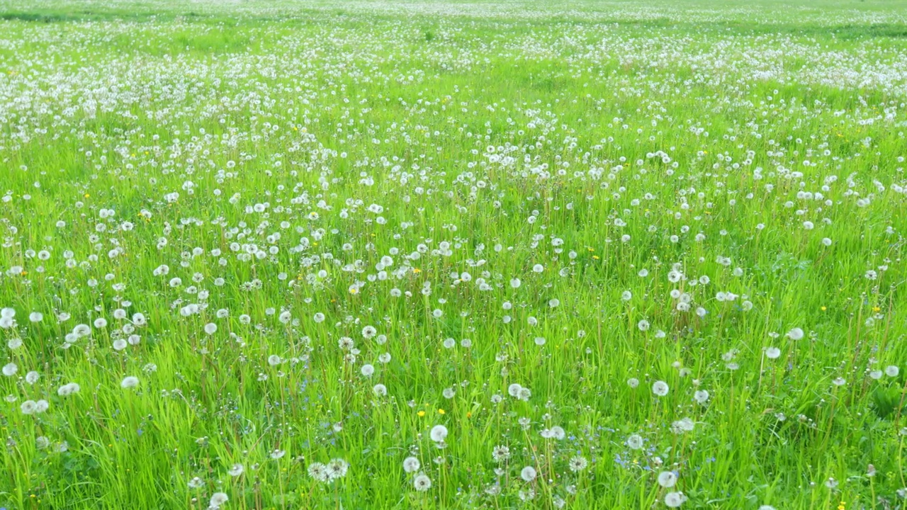 蒲公英在风中摇曳。美丽的草坪，蒲公英田背景。白色蓬松的蒲公英。广角镜头。视频素材