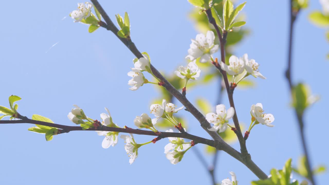 明亮的花卉场景与自然照明。美丽的樱花。缓慢的运动。视频素材