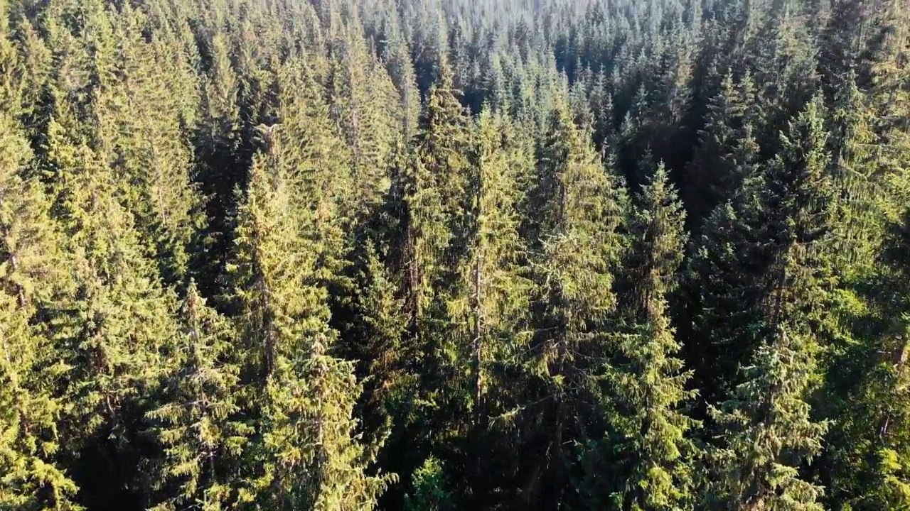 无人机拍摄的山与山之间美丽的山谷。绿色松树林在野生景观视频素材