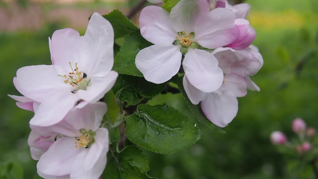 春天花园里的苹果花盛开视频素材