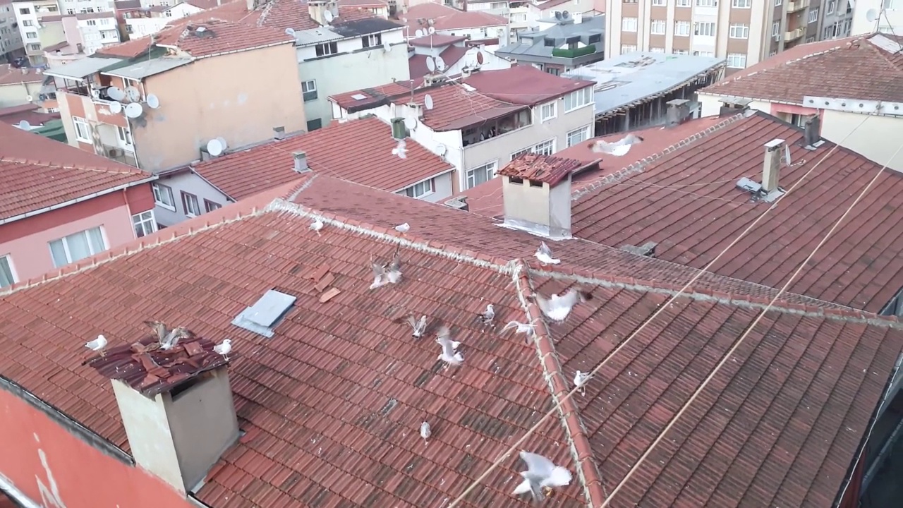 许多海鸥在空中近距离飞翔视频素材