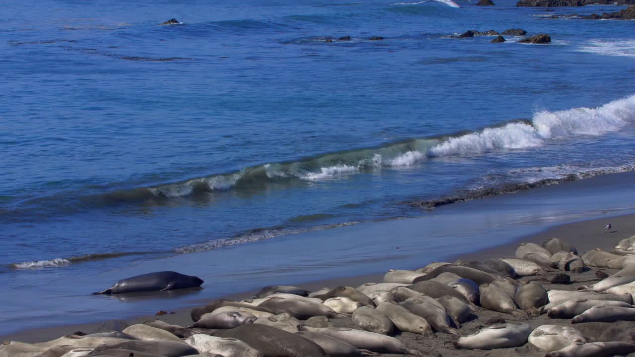 海豹躺在大苏尔海岸视频素材