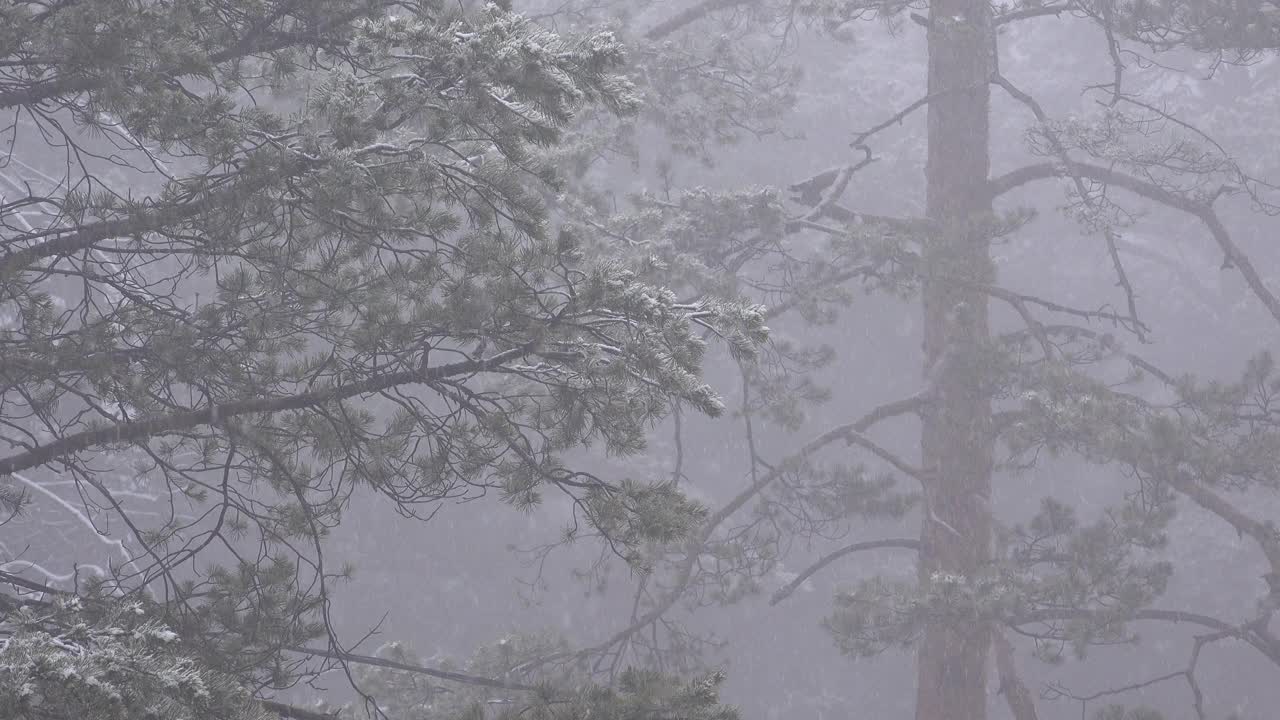 冬日早晨松木林中的暴风雪视频素材