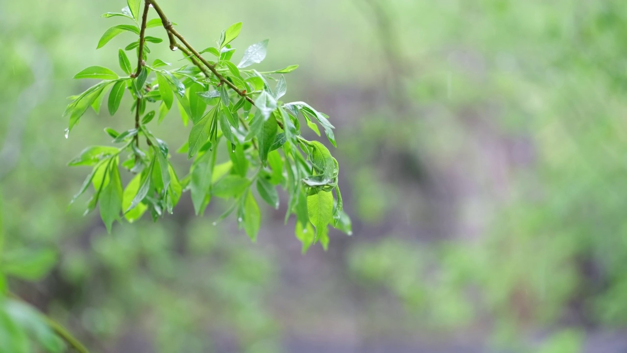 下雨时树枝在风中摆动。视频素材