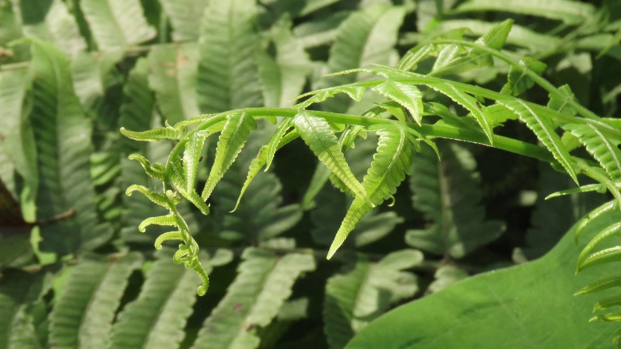 阳光下的蕨类植物视频素材