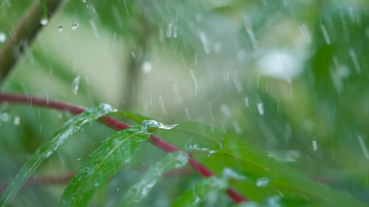 近景水滴绿叶前景。落在绿色植物叶子上的宏观雨。安静放松的冥想安静的背景。慢动作雨滴从绿叶蕨类在雨中。视频素材