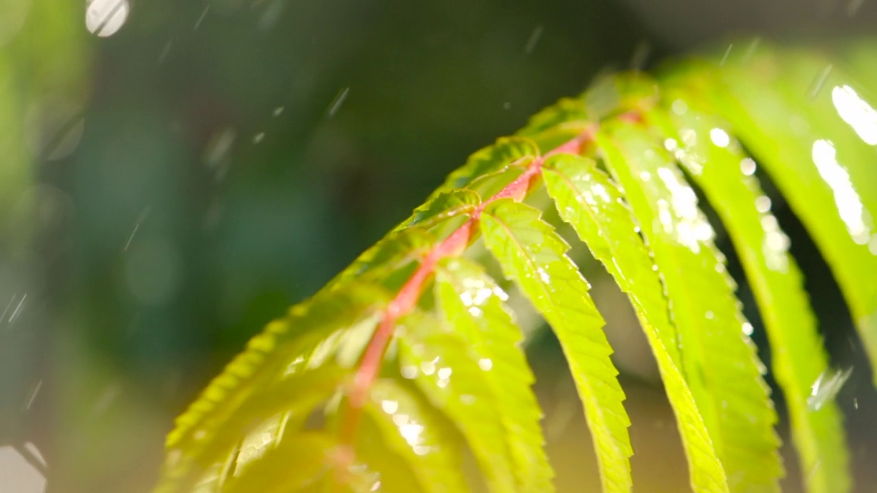 近景水滴绿叶前景。落在绿色植物叶子上的宏观雨。安静放松的冥想安静的背景。慢动作雨滴从绿叶蕨类在雨中。视频素材