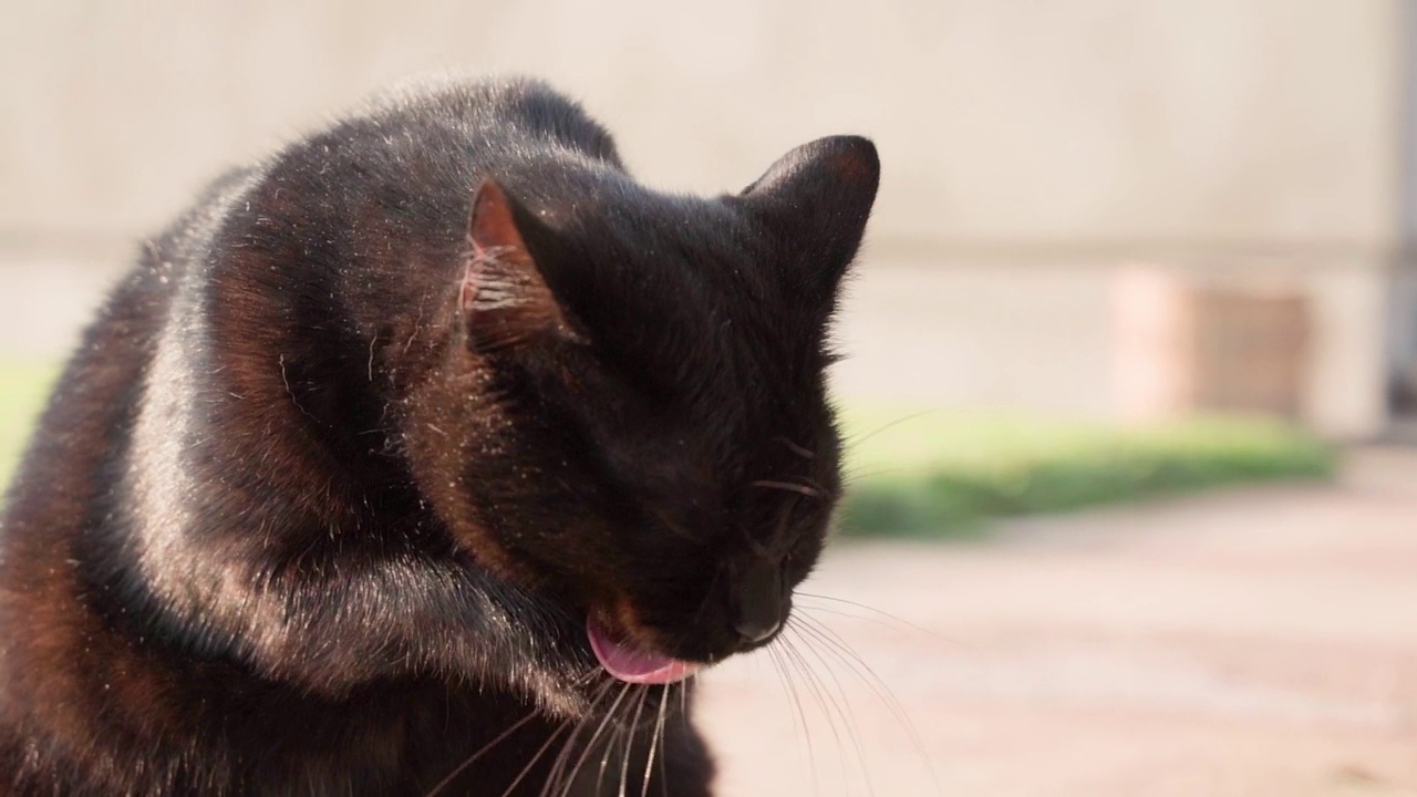 在阳光明媚的夏天，一只美丽的黑猫在户外模糊的背景上舔着它的爪子。流畅的镜头移动。家里的宠物走在街上。小猫被小心地舔着视频素材