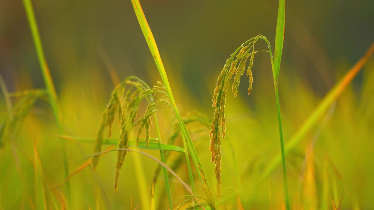 日落背景下，农场里稻田的稻穗视频素材