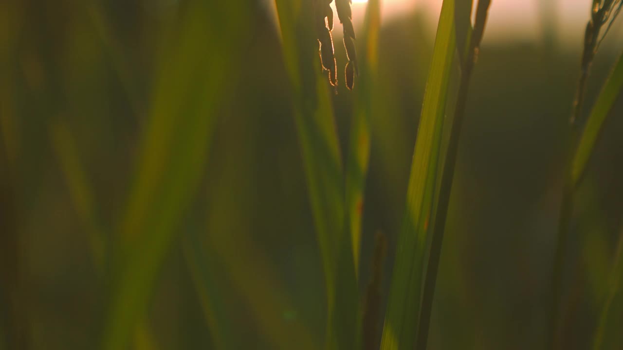 夕阳背景下的稻田穗视频素材