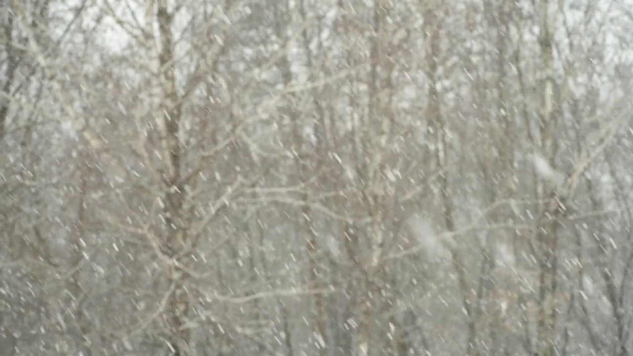 森林大雪视频素材