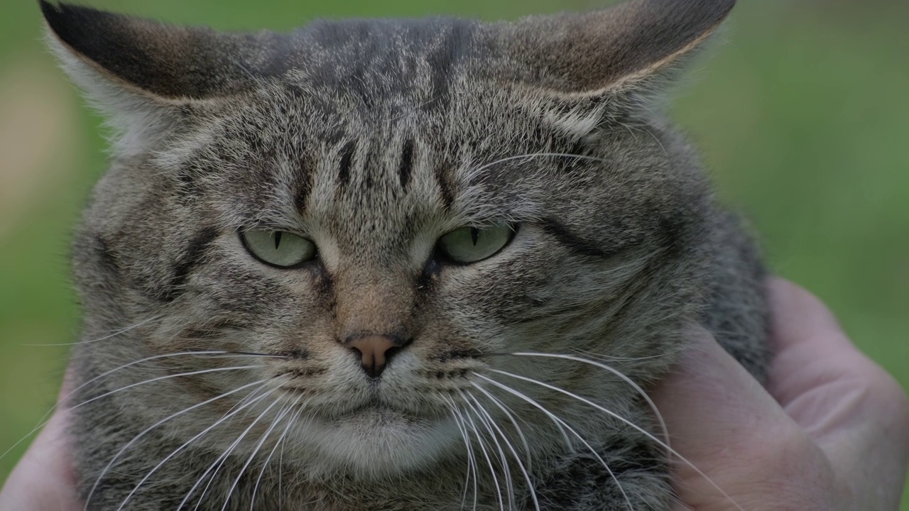 用嘴捂住的猫靠近了。猫咆哮和喵喵叫视频素材