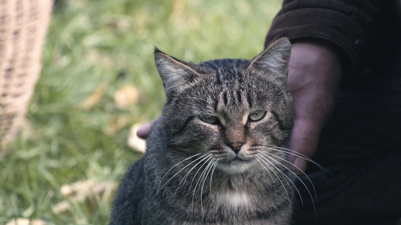 男子在户外抚摸条纹猫，抚摸斑纹猫视频素材