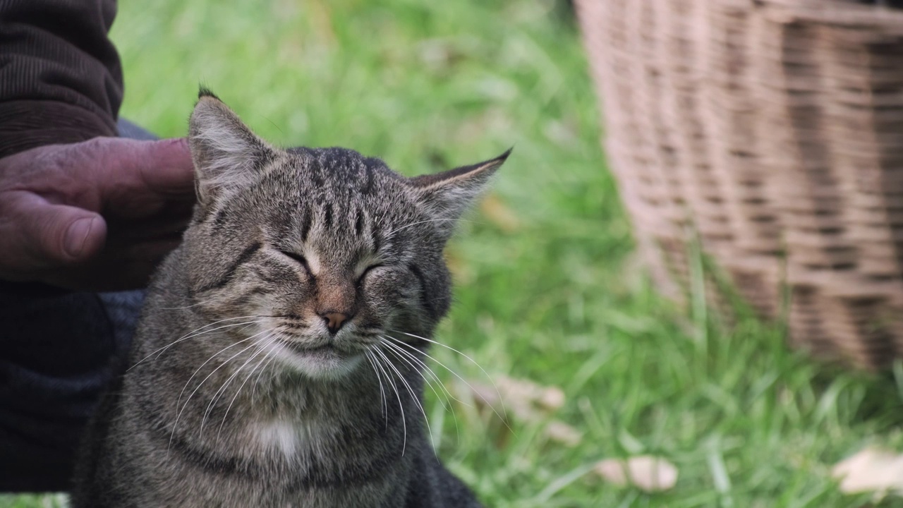 男子在户外抚摸条纹猫，抚摸斑纹猫视频素材